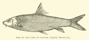 Vis van het Meer van Galilea, Capoeta Damascina