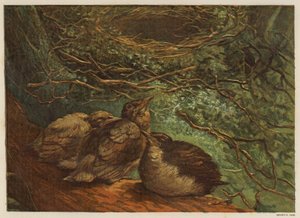 Jonge vogels in het nest