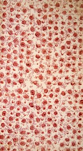 Floraal schutblad handgekleurde gravure door English School