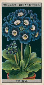 Bloementeelt in potten: Alpine Auricula (chromolitho) door English School