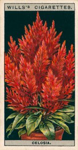 Bloementeelt in potten: Celosia (chromolitho) door English School