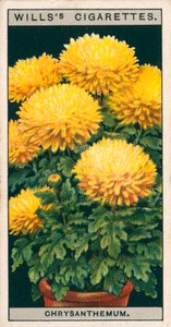 Bloementeelt in potten: Dwergchrysant (chromolitho) door English School