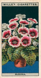 Bloementeelt in potten: Gloxinia (chromolitho) door English School