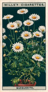 Bloementeelt in potten: Margriet (chromolitho) door English School