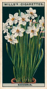 Bloementeelt in potten: Narcis van de dichter (chromolitho) door English School