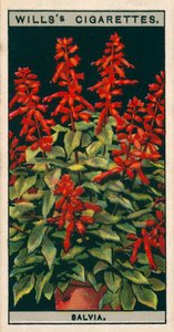 Bloementeelt in potten: Salvia (chromolitho) door English School