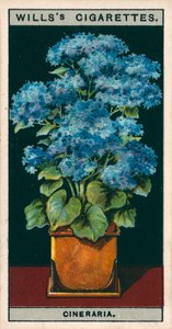 Bloementeelt in potten: Ster Cineraria (chromolitho) door English School