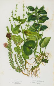 Bloeiende Planten van Groot-Brittannië: Asarabacca, Zwarte Kraaibes, Vaste Mercurius, Eenjarige Mercurius door English School