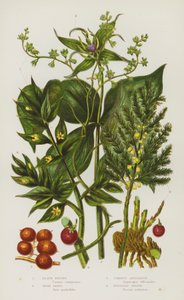 Bloeiende Planten van Groot-Brittannië: Zwarte Briony, Kruisbladige Wolfsmelk, Gewone Asperge, Slagersbezem door English School