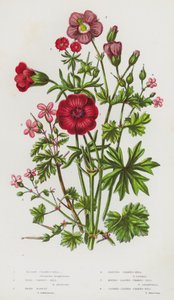 Bloeiende Planten van Groot-Brittannië: Bloedooievaarsbek, Bosooievaarsbek, Robertskruid, Glanzende Ooievaarsbek, Rondbladige Ooievaarsbek, Gekartelde Ooievaarsbek