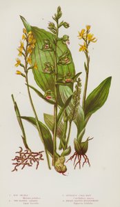 Bloeiende Planten van Groot-Brittannië: Moerasorchis, Tweebladige Liparis, Spoorloze Koraalwortel, Breedbladige Helleborine door English School