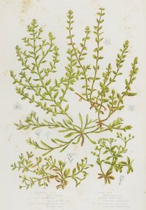 Bloeiende Planten van Groot-Brittannië: Vogelmuur, Zandriempje, Gladde Breukwortel, Harige Breukwortel, Kransduizendknoop, Vierbladige Zaad door English School