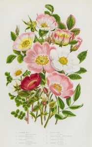 Bloeiende Planten van Groot-Brittannië: Kaneelroos, Burnetbladige Roos, Ierse Roos, Stekelige Onuitgevouwen Roos, Villous Roos, Kleinbladige Egelantier, Gewone Hondsroos, Kruipende Hondsroos