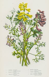 Bloeiende Planten van Groot-Brittannië: Klimmende Corydalis, Bolvormige Fumitory, Gele Fumitory, Ramping Fumitory, Gewone Fumitory, Kleine Bloemige Fumitory