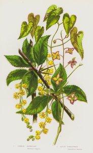 Bloeiende planten van Groot-Brittannië: Gewone berberis, Alpenbarrenwort