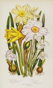 Bloeiende Planten van Groot-Brittannië: Gewone Narcis, Dichtersnarcis, Bleke Narcis, Sneeuwklokje, Zomersneeuwvlokje door English School