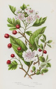 Bloeiende Planten van Groot-Brittannië: Gewone Mispel, Meidoorn, Cotoneaster door English School