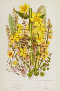 Bloeiende planten van Groot-Brittannië: Gewone Modderkruid, Cornish Geldkruid, Grote Toorts, Mottenmodderkruid, Grootbloemige Sleutelbloembladige Modderkruid, Gele Grijze Modderkruid, Witte Modderkruid, Donkere Modderkruid (kleur litho)