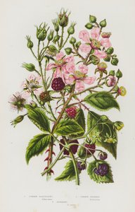 Bloeiende planten van Groot-Brittannië: Gewone Framboos, Gewone Braam, Dauwbessen