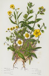 Bloeiende planten van Groot-Brittannië: Gewone Zonneroosje, Grijze Zonneroosje, Gevlekte Zonneroosje, Witte Zonneroosje, Gestippelde Blad Zonneroosje, Ledum Blad Zonneroosje