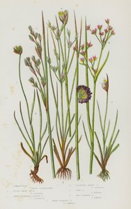 Bloeiende Planten van Groot-Brittannië: Gewone Riet, Kleine Scherpe Zee Riet, Scherpe Bloemige Gelede Riet, Geclusterde Alpen Riet, Pad Riet, Twee Bloemige Riet, Drie Bloemige Riet door English School