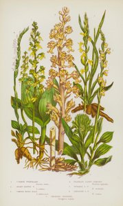Bloeiende Planten van Groot-Brittannië: Grote Muggenorchis, Hartbladige Muggenorchis, Vogelnestje, Geurige Vrouwenschoen, Zomervrouwenschoen, Hangende Vrouwenschoen, Kruipende Goodyera door English School
