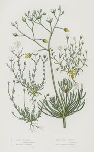Bloeiende Planten van Groot-Brittannië: Akkerhoornbloem, Knophoornbloem, Parelhoornbloem, Priemhoornbloem door English School