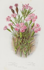 Bloeiende Planten van Groot-Brittannië: Deptford Anjer, Proliferous Anjer, Kruidnagel Anjer, Berganjer, Meisjesanjer
