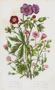 Bloeiende Planten van Groot-Brittannië: Donkere Ooievaarsbek, Weide Ooievaarsbek, Berg Ooievaarsbek, Duivenvoet Ooievaarsbek, Kleinbloemige Ooievaarsbek, Langgesteelde Ooievaarsbek