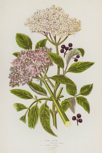 Bloeiende planten van Groot-Brittannië: Dwergvlier, Gewone Vlier (kleur litho)