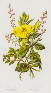 Bloeiende planten van Groot-Brittannië: Teunisbloem, Moerasisnard, Toverhazelaar, Alpen-toverhazelaar
