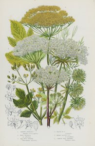 Bloeiende planten van Groot-Brittannië: Tuinengelwortel, Wilde Engelwortel, Zeevenkel, Moerasvenkel, Breedbladige Venkel, Wilde Pastinaak (kleur litho)