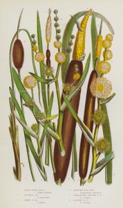 Bloeiende Planten van Groot-Brittannië: Grote Lisdodde, Kleine Lisdodde, Dwerglisdodde, Vertakte Egelskop, Overtakte Rechte Egelskop, Drijvende Egelskop door English School