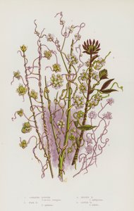 Bloeiende Planten van Groot-Brittannië: Grote Warkruid, Vlaswarkruid, Kleine Warkruid, Klaverwarkruid door English School