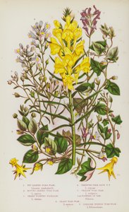 Bloeiende Planten van Groot-Brittannië: Klimopbladige Toad Flax, Rondbladige Toad Flax, Scherp Puntige Fluellin, Kruipende Bleekblauwe Toad Flax, Gele Toad Flax, Bloemen van Var, Kleinste Toad Flax, Rechte Paarse Toad Flax
