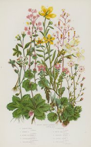 Bloeiende Planten van Groot-Brittannië: Nierbladige Steenbreek, Londen Trots, Sterrensteenbreek, Alpensteenbreek, Paarse Bergsteenbreek, Gele Moerassteenbreek, Gele Bergsteenbreek, Witte Weidesteenbreek, Hangende Bolsteenbreek, Alpen (kleur litho) door English School