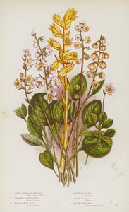 Bloeiende planten van Groot-Brittannië: Grootbloemige Moneses, Gezaagde Wintergroen, Rondbladige Wintergroen, Tussenliggende Wintergroen, Kleine Wintergroen, Gele Vogelnest (kleur litho) door English School