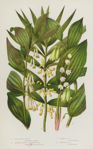 Bloeiende Planten van Groot-Brittannië: Lelietje-van-dalen, Smalbladige Salomonszegel, Gewone Salomonszegel, Hoekige Salomonszegel door English School