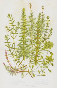 Bloeiende planten van Groot-Brittannië: Paardenstaart, Gewone waterweegbree, Spitse waterweegbree, Wisselbloemige waterweegbree, Waterster, Stengelwaterster, Herfstwaterster door English School