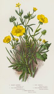 Bloeiende Planten van Groot-Brittannië: Weideboterbloem, Bleke Harige Boterbloem, Korenboterbloem, Kleinbloemige Boterbloem, Gewone Muizenstaart