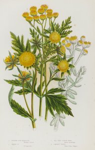 Bloeiende planten van Groot-Brittannië: Knikkende Bur Marigold, Trifid Bur Marigold, Zeekatoen Onkruid, Gewone Tansy