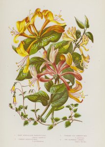 Bloeiende Planten van Groot-Brittannië: Bleke Perfoliate Kamperfoelie, Gewone Kamperfoelie, Rechte Vlieg Kamperfoelie, Twee Bloemige Linnaea