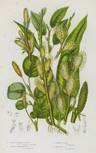 Bloeiende Planten van Groot-Brittannië: Netvormige Wilg, Donzige Bergwilg, Gewone Osier, Oorbladige Osier