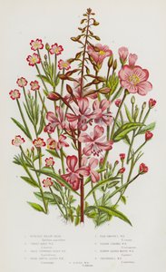 Bloeiende Planten van Groot-Brittannië: Wilgenroosje, Groot Harig Wilgenroosje, Kleinbloemig Harig Wilgenroosje, Breed Gladde Blad Wilgenroosje, Bleek Gladde Blad Wilgenroosje, Vierkante Stengel Wilgenroosje, Smalbladige Moeras Wilgenroosje, Vogelmuur door English School