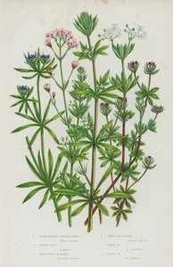 Bloeiende Planten van Groot-Brittannië: Ruwe Vruchtige Koren Bed Stro, Kleefkruid, Blauwe Veld Meekrap, Lievevrouwebedstro, Kleine Lievevrouwebedstro, Veld Lievevrouwebedstro