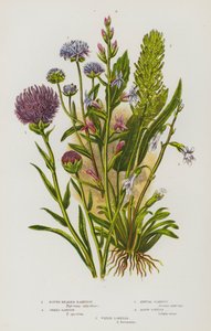 Bloeiende Planten van Groot-Brittannië: Rondkoppige Rampion, Spitse Rampion, Eenjarige Scabiosa, Scherpe Lobelia, Water Lobelia door English School