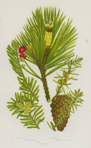 Bloeiende Planten van Groot-Brittannië: Grove Den, Jeneverbes, Taxus door English School