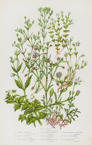 Bloeiende Planten van Groot-Brittannië: Zeepostelein, Voorjaarszandkruid, Alpenzandkruid, Fijnbladig Zandkruid, Vlakgetopte Zandkruid, Franjezandkruid, Tijmbladig Zandkruid, Drienervig Zandkruid, Paars Zandkruid, Zeekruid door English School