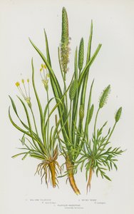 Bloeiende planten van Groot-Brittannië: Zeekantweegbree, Bokdoorn, Weegbree Oeverkruid door English School