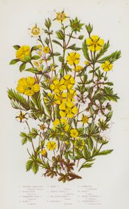 Bloeiende planten van Groot-Brittannië: Struikganzerik, Zilverkruid, Aardbeiganzerik, Grijze Ganzerik, Voorjaarsganzerik, Oranje Alpenganzerik, Zaagtandganzerik, Kruipganzerik, Tormentil, Witte Ganzerik, Driebladige Ganzerik door English School